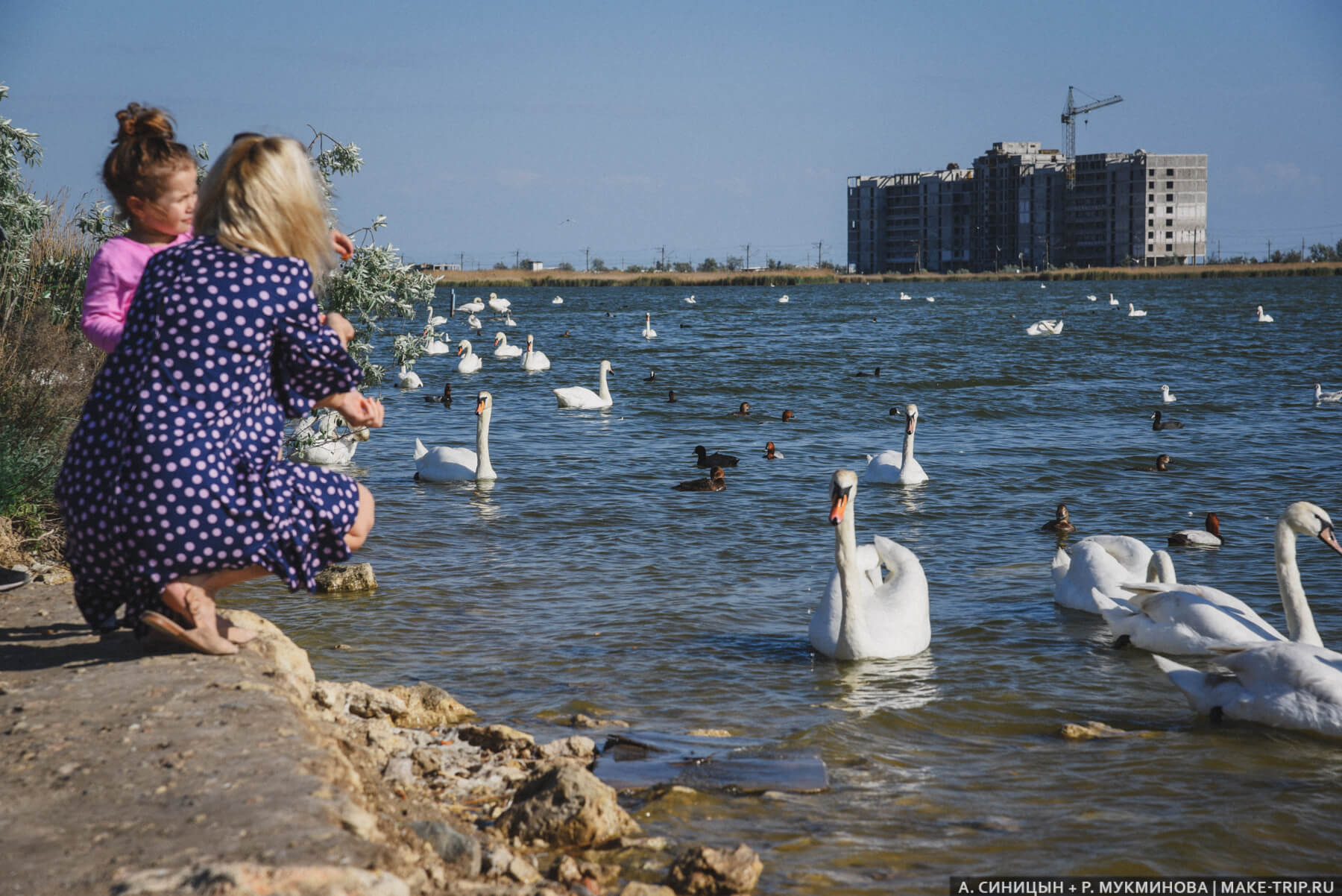Лебеди в окрестностях Евпатории Лебеди в окрестностях Евпатории