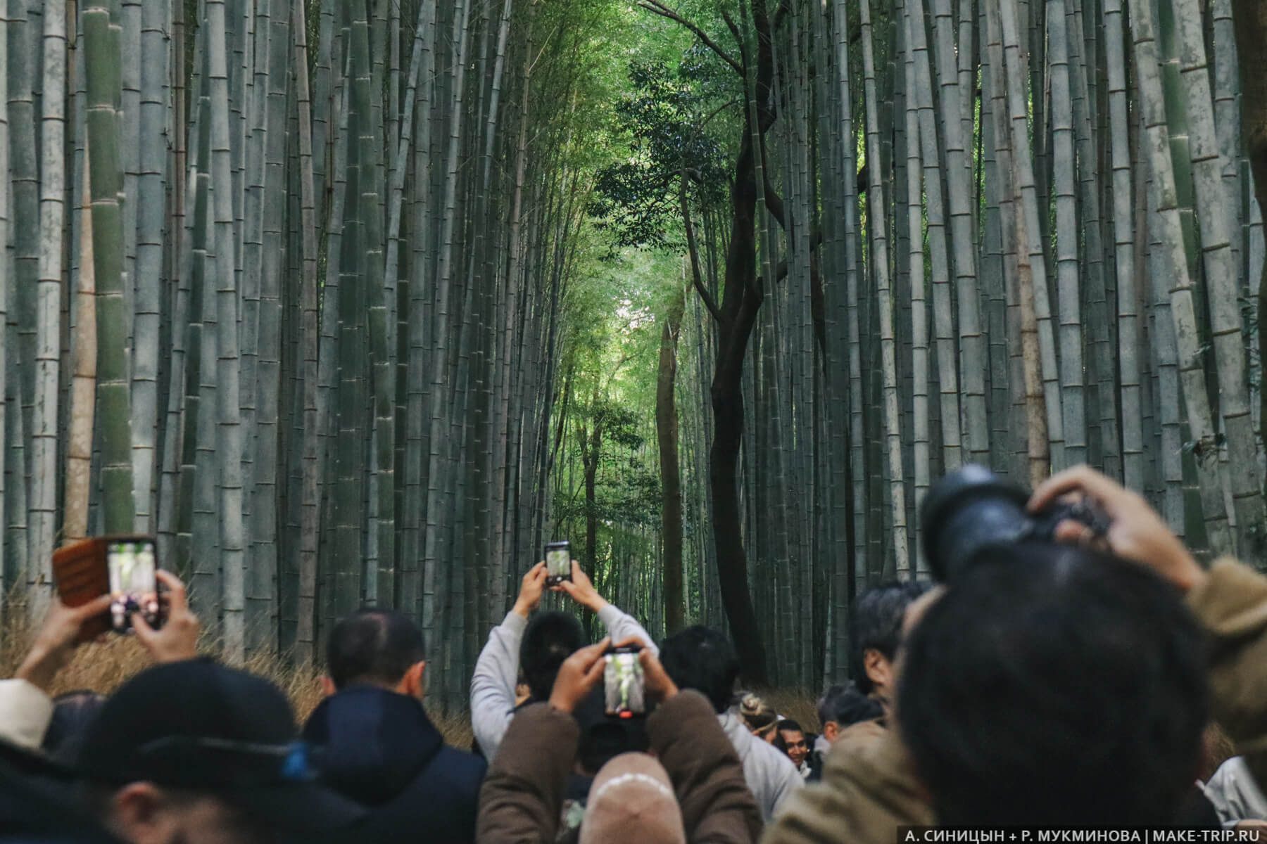 Arashiyama Bamboo Grove в Киото