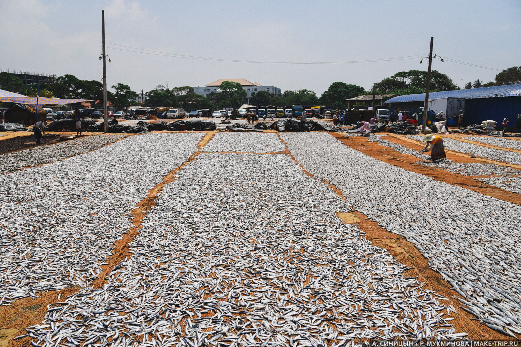 Рыбный рынок в Негомбо