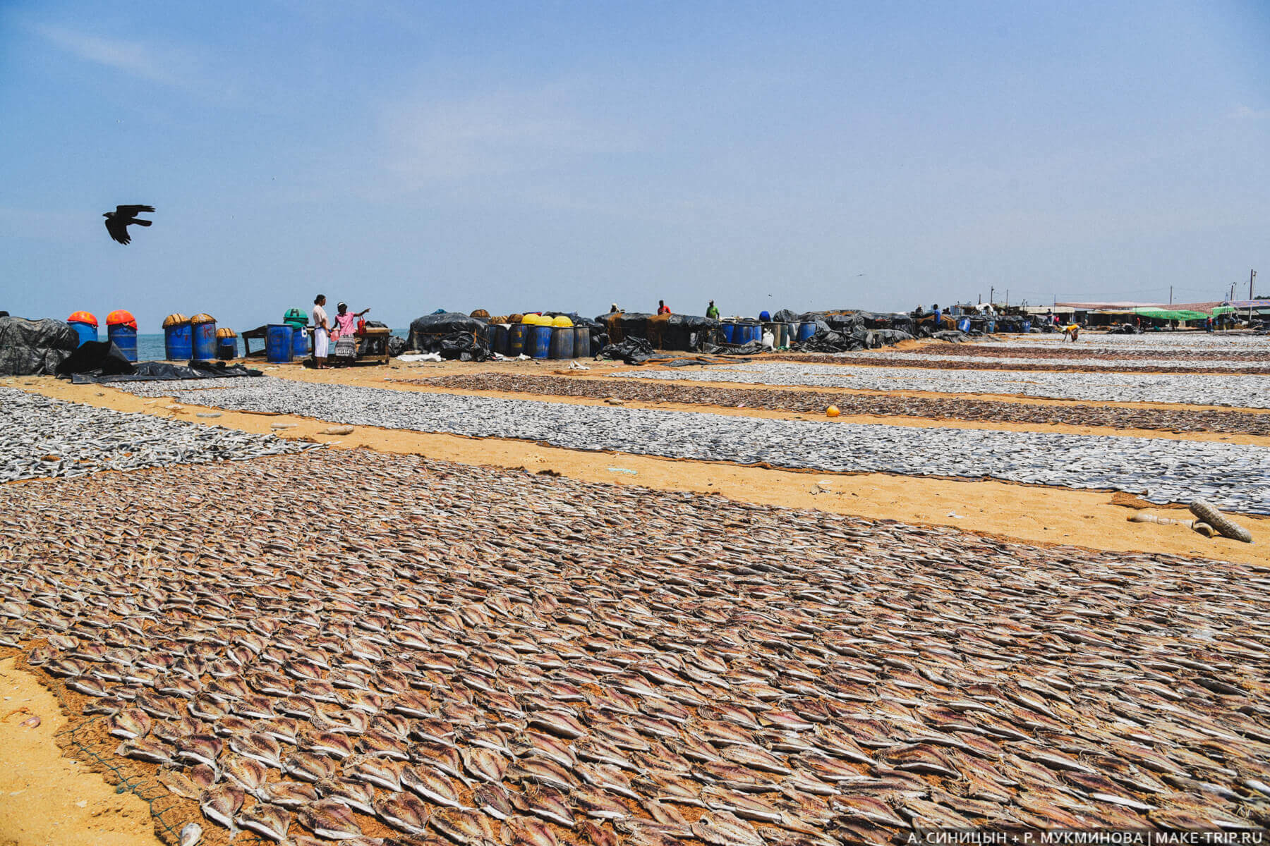 Рыбный рынок в Негомбо