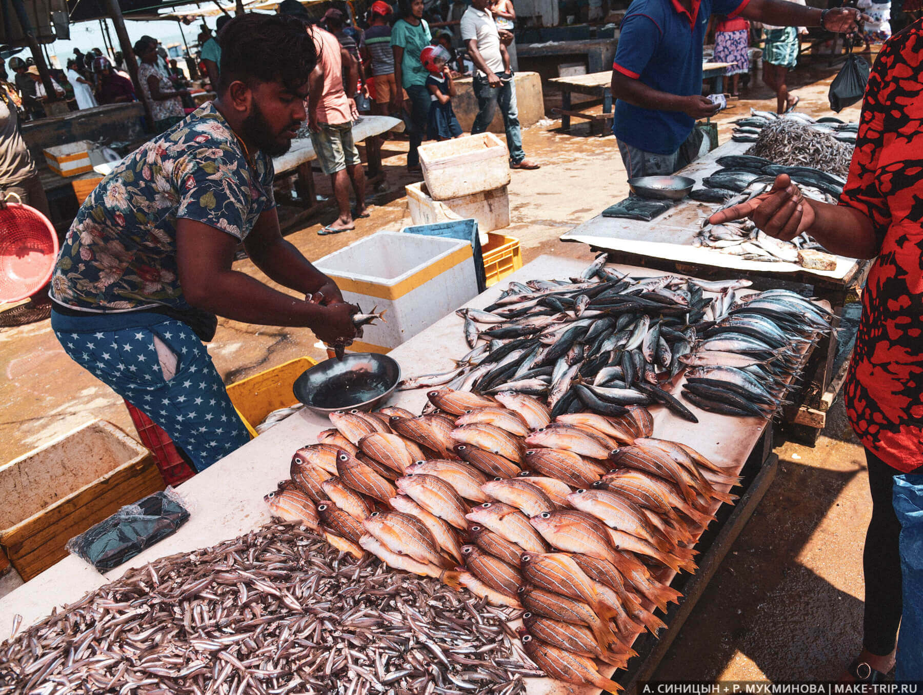 Рыбный рынок в Негомбо