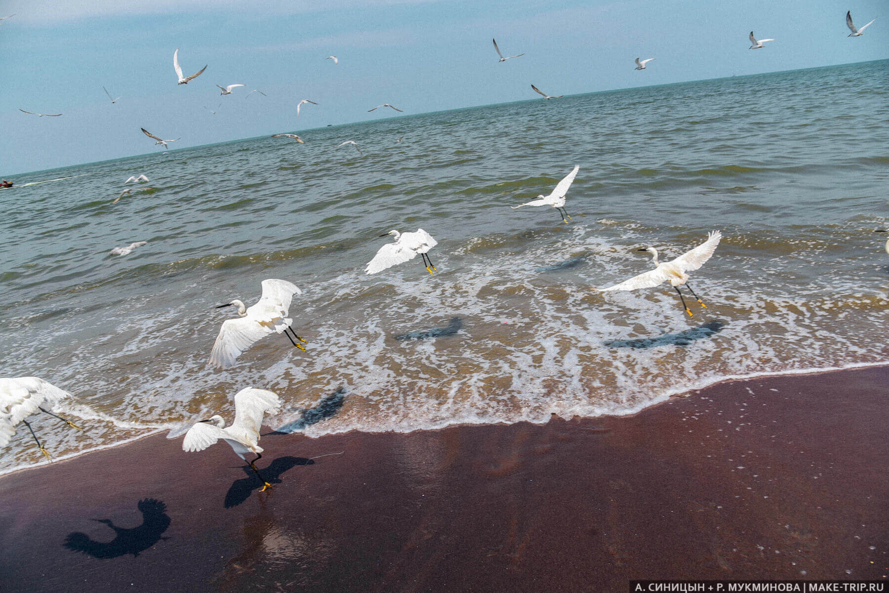 Рыбный рынок в Негомбо