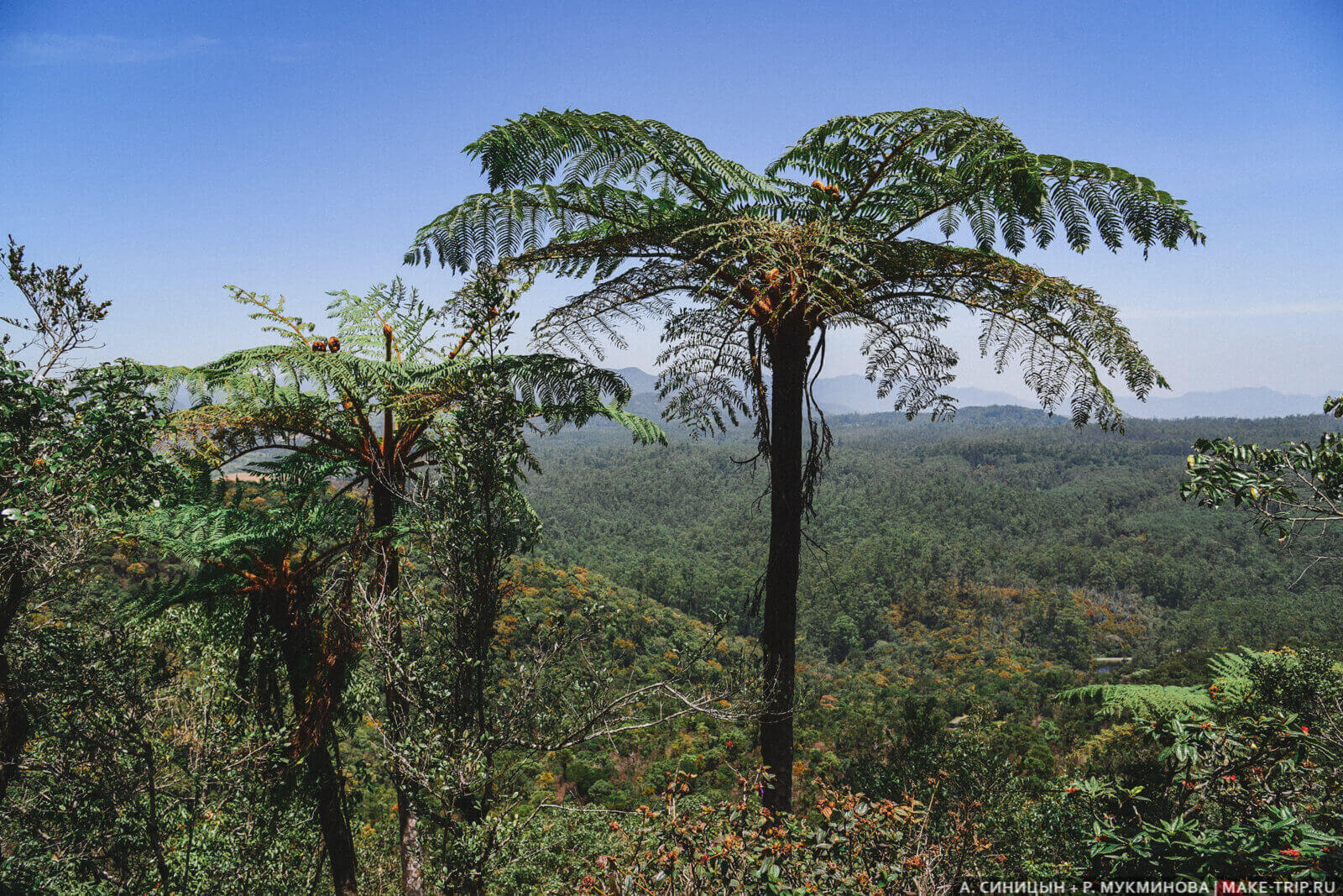 Нувара-Элия