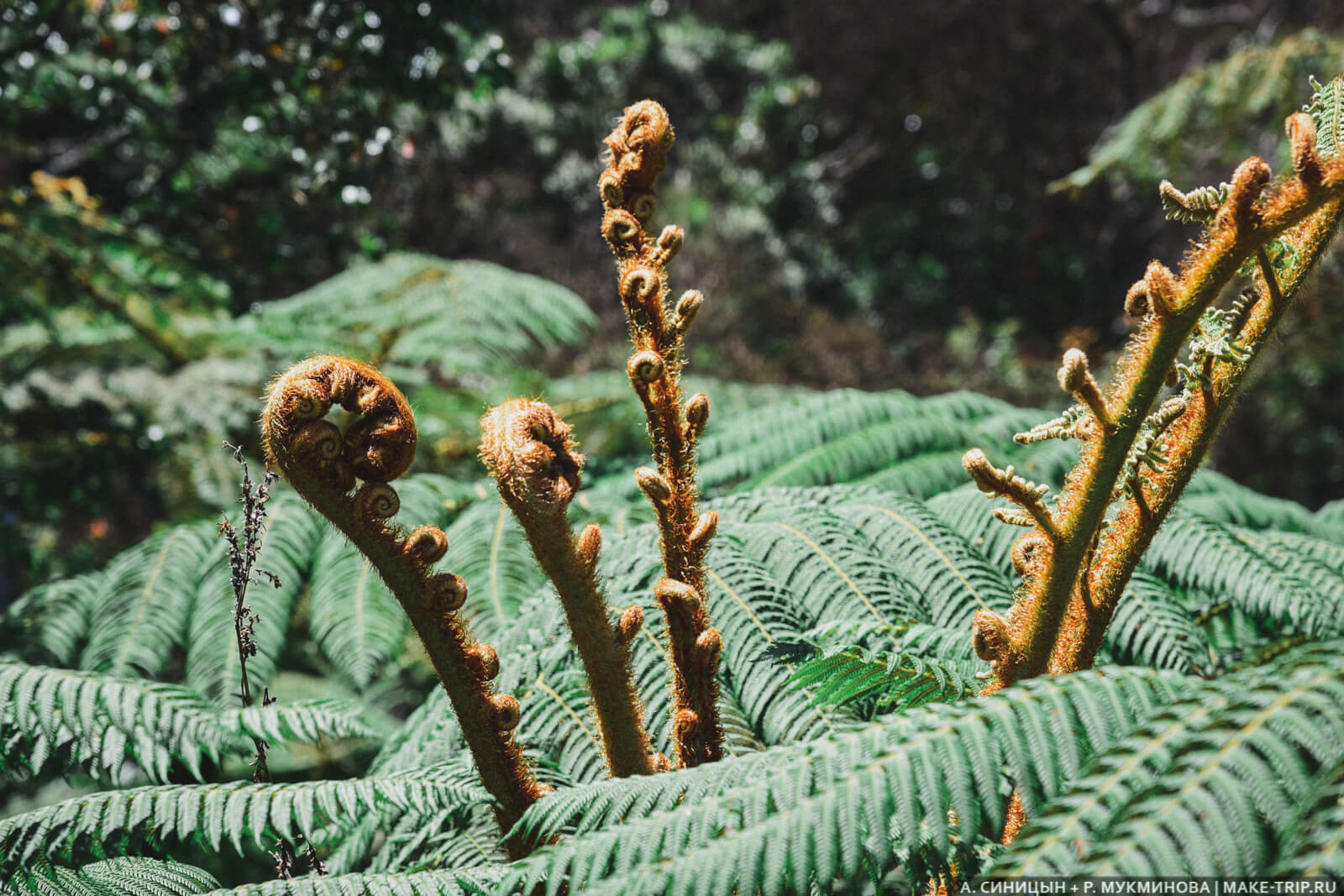 Нувара-Элия