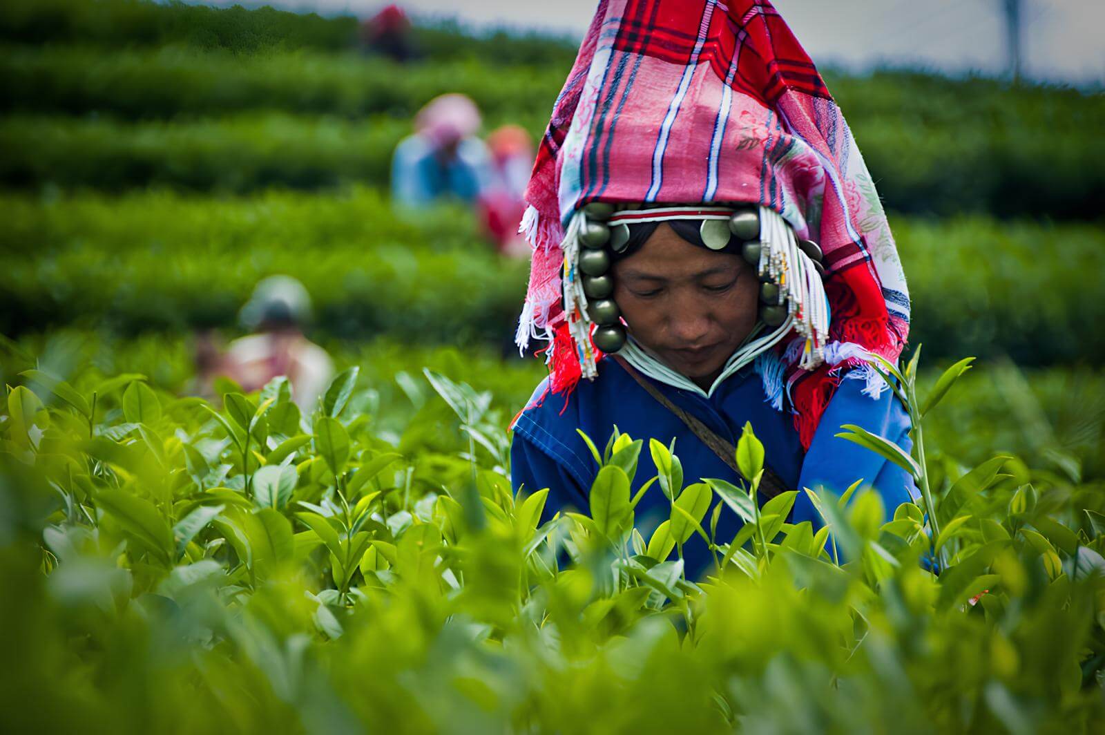Mae Salong на севере Таиланда